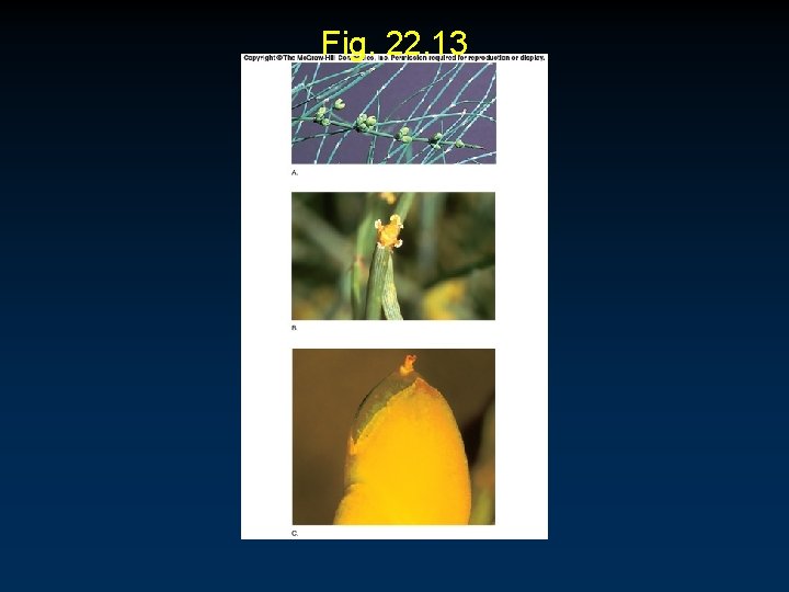 Fig. 22. 13 Fig. 22. 13