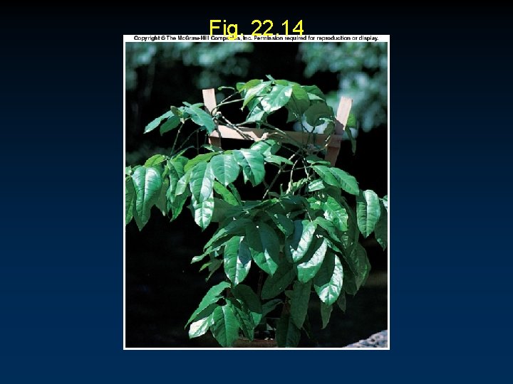 Fig. 22. 14 Fig. 22. 14