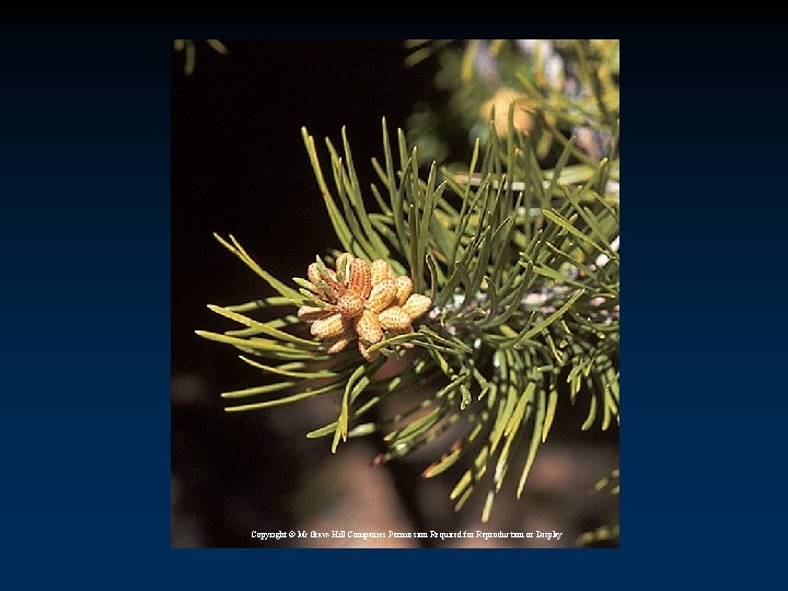 Copyright © Mc. Graw-Hill Companies Permission Required for Reproduction or Display Copyright © Mc. Graw-Hill Companies Permission Required for Reproduction or Display