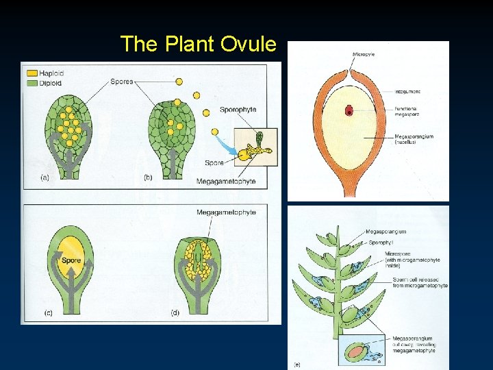 The Plant Ovule The Plant Ovule