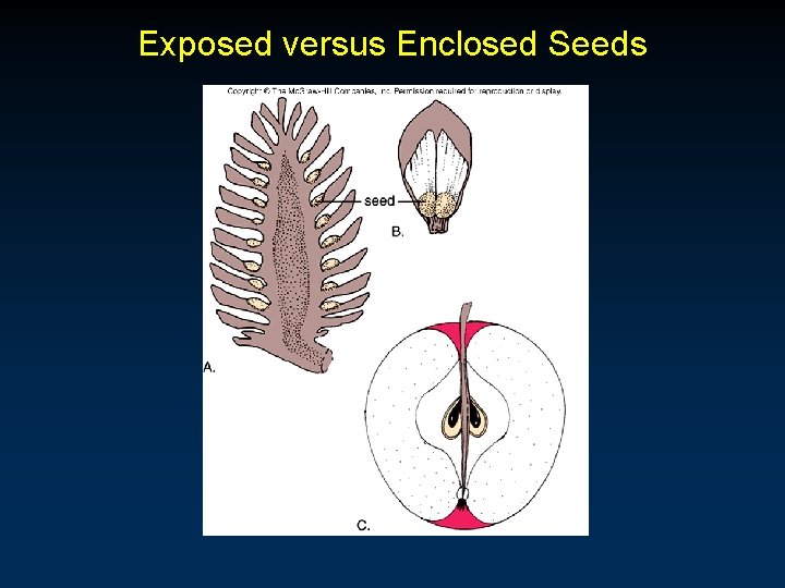 Exposed versus Enclosed Seeds Exposed versus Enclosed Seeds