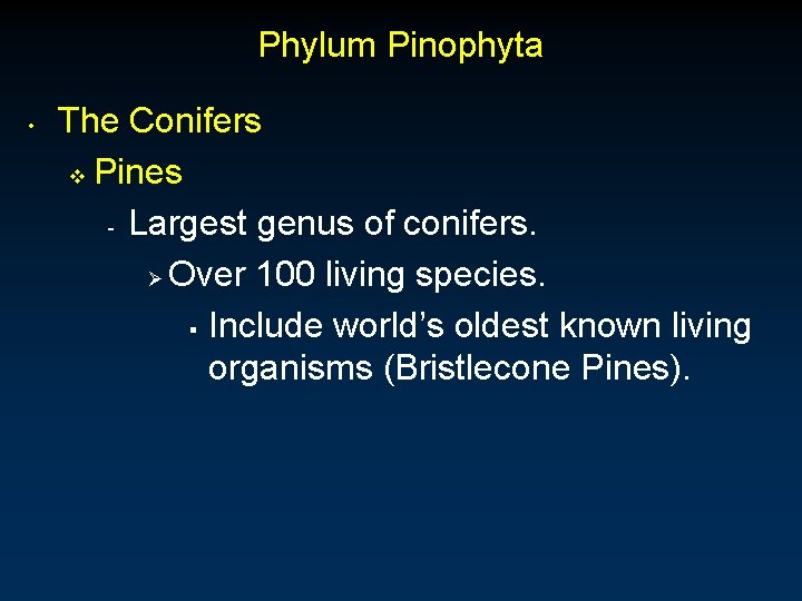 Phylum Pinophyta • The Conifers v Pines - Largest genus of conifers. Ø Over Phylum Pinophyta • The Conifers v Pines - Largest genus of conifers. Ø Over
