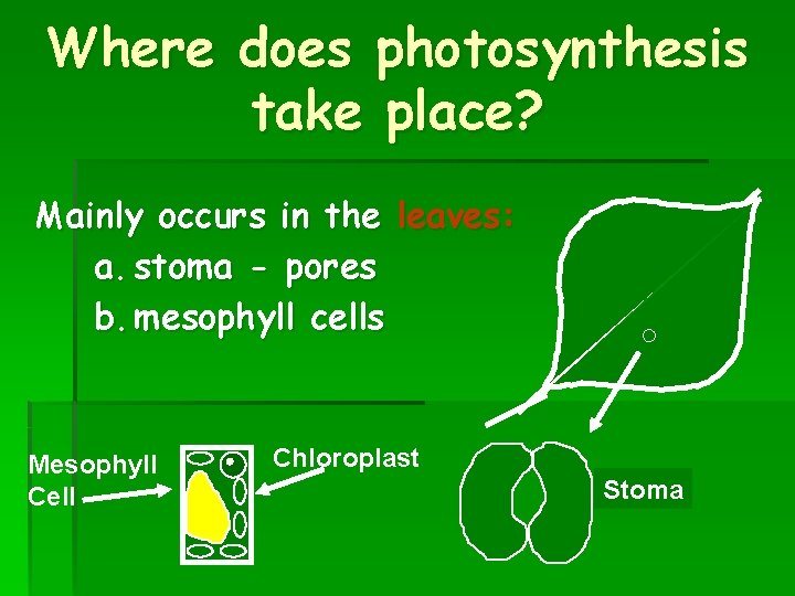 Where does photosynthesis take place? Mainly occurs in the leaves: a. stoma - pores Where does photosynthesis take place? Mainly occurs in the leaves: a. stoma - pores