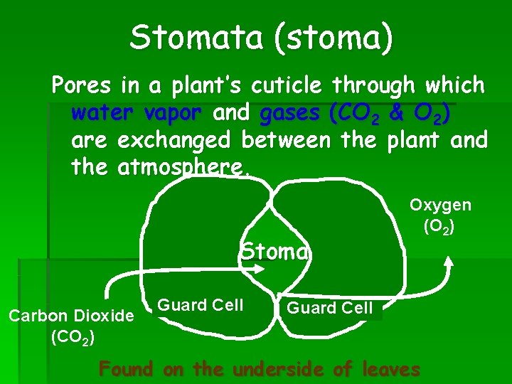 Stomata (stoma) Pores in a plant’s cuticle through which water vapor and gases (CO Stomata (stoma) Pores in a plant’s cuticle through which water vapor and gases (CO