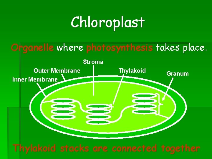 Chloroplast Organelle where photosynthesis takes place. Stroma Outer Membrane Inner Membrane Thylakoid Granum Thylakoid Chloroplast Organelle where photosynthesis takes place. Stroma Outer Membrane Inner Membrane Thylakoid Granum Thylakoid