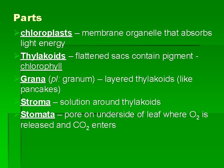 Parts Øchloroplasts – membrane organelle that absorbs light energy ØThylakoids – flattened sacs contain Parts Øchloroplasts – membrane organelle that absorbs light energy ØThylakoids – flattened sacs contain