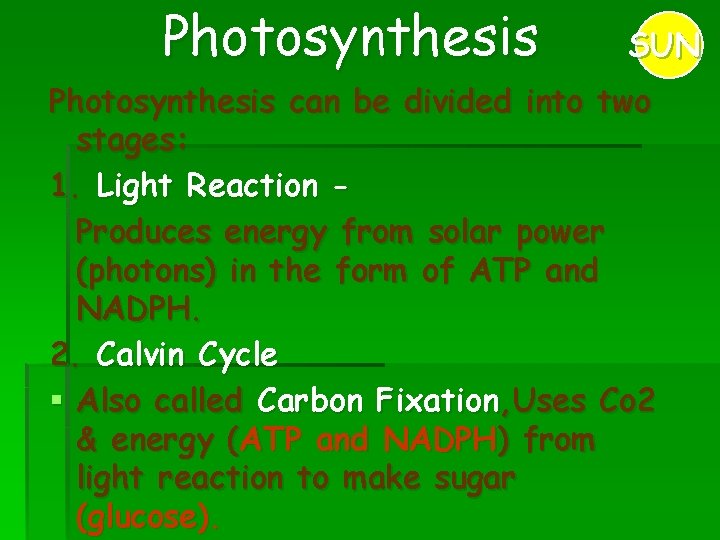 Photosynthesis SUN Photosynthesis can be divided into two stages: 1. Light Reaction Produces energy Photosynthesis SUN Photosynthesis can be divided into two stages: 1. Light Reaction Produces energy