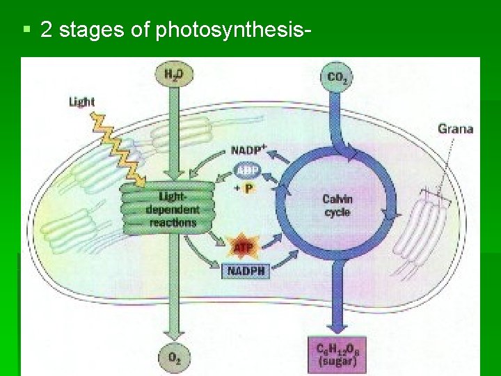 § 2 stages of photosynthesis- § 2 stages of photosynthesis-