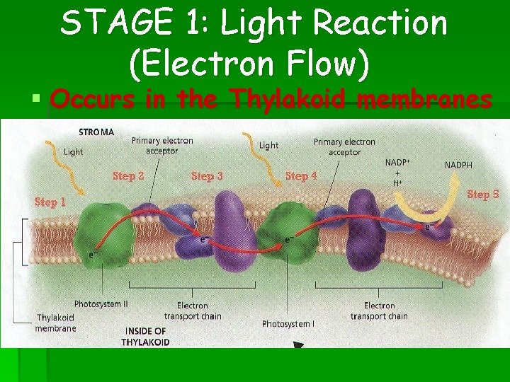 STAGE 1: Light Reaction (Electron Flow) § Occurs in the Thylakoid membranes STAGE 1: Light Reaction (Electron Flow) § Occurs in the Thylakoid membranes