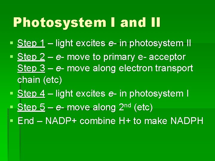 Photosystem I and II § Step 1 – light excites e- in photosystem II Photosystem I and II § Step 1 – light excites e- in photosystem II