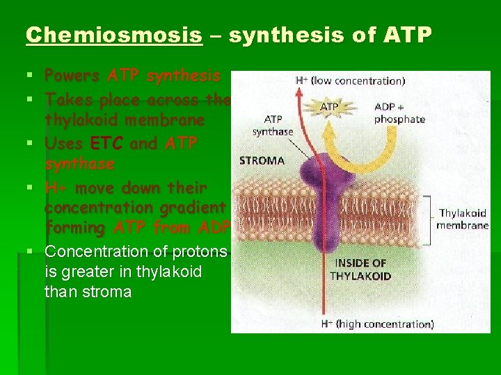 Chemiosmosis – synthesis of ATP § Powers ATP synthesis § Takes place across the Chemiosmosis – synthesis of ATP § Powers ATP synthesis § Takes place across the