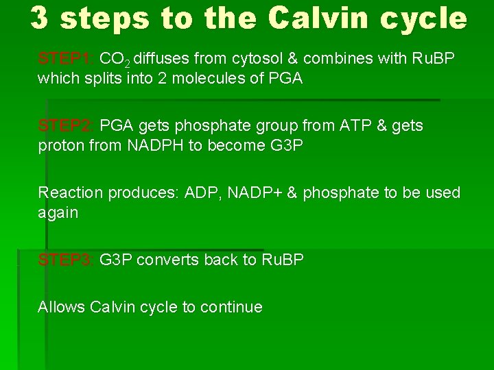 3 steps to the Calvin cycle STEP 1: CO 2 diffuses from cytosol & 3 steps to the Calvin cycle STEP 1: CO 2 diffuses from cytosol &