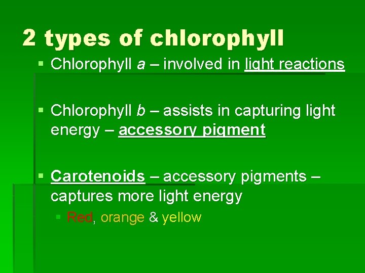 2 types of chlorophyll § Chlorophyll a – involved in light reactions § Chlorophyll 2 types of chlorophyll § Chlorophyll a – involved in light reactions § Chlorophyll