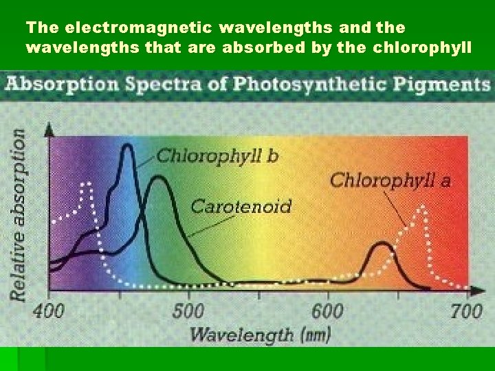 The electromagnetic wavelengths and the wavelengths that are absorbed by the chlorophyll The electromagnetic wavelengths and the wavelengths that are absorbed by the chlorophyll