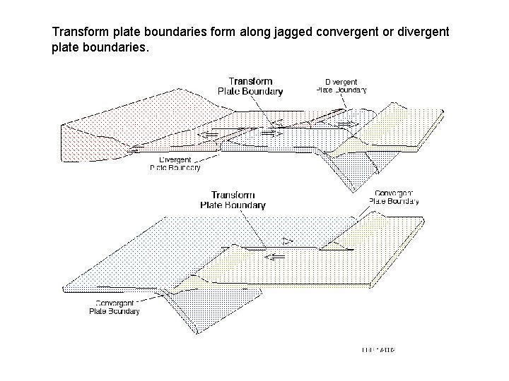Transform plate boundaries form along jagged convergent or divergent plate boundaries. 