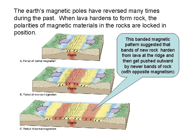 The earth’s magnetic poles have reversed many times during the past. When lava hardens