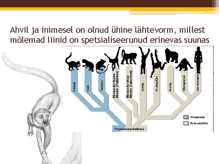 Ahvil ja inimesel on olnud ühine lähtevorm, millest mõlemad liinid on spetsialiseerunud erinevas suunas