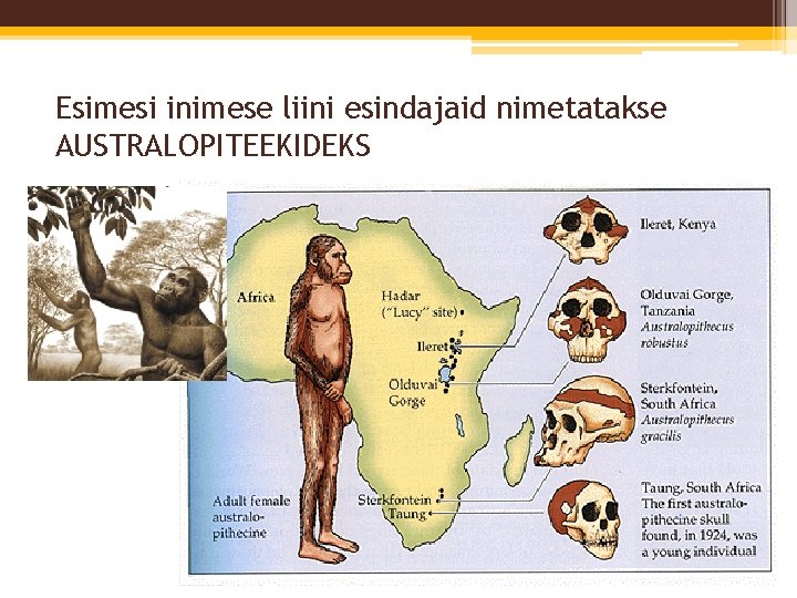 Esimesi inimese liini esindajaid nimetatakse AUSTRALOPITEEKIDEKS 