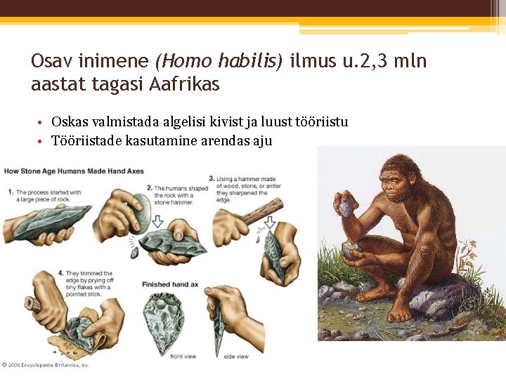 Osav inimene (Homo habilis) ilmus u. 2, 3 mln aastat tagasi Aafrikas • Oskas