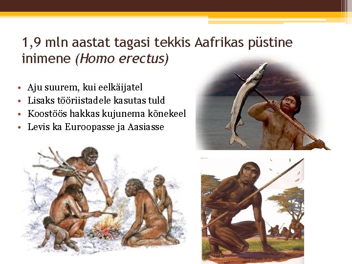 1, 9 mln aastat tagasi tekkis Aafrikas püstine inimene (Homo erectus) • • Aju
