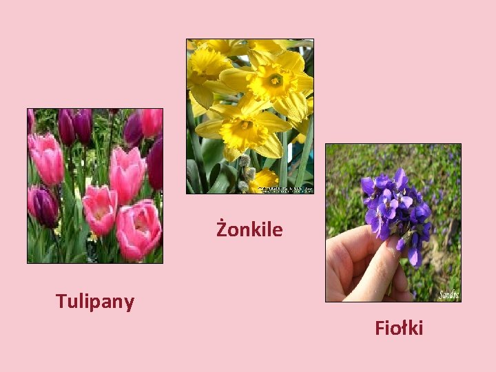 Żonkile Tulipany Fiołki 