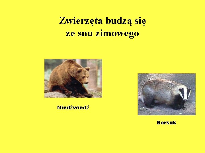 Zwierzęta budzą się ze snu zimowego Niedźwiedź Borsuk 