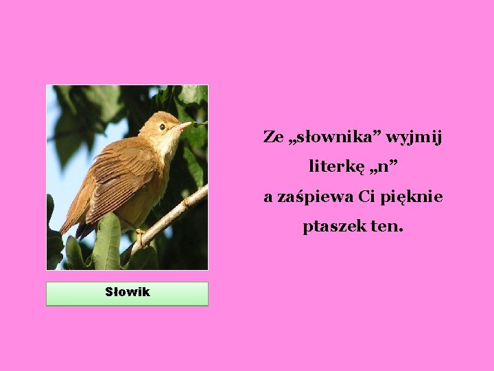 Ze „słownika” wyjmij literkę „n” a zaśpiewa Ci pięknie ptaszek ten. Słowik 