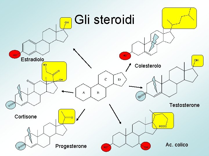 Gli steroidi Estradiolo Colesterolo Testosterone Cortisone Progesterone Ac. colico 