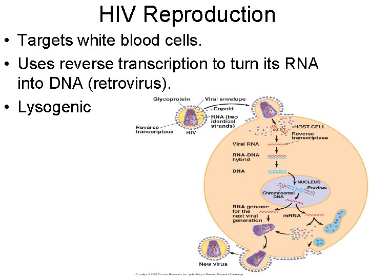HIV Reproduction • Targets white blood cells. • Uses reverse transcription to turn its