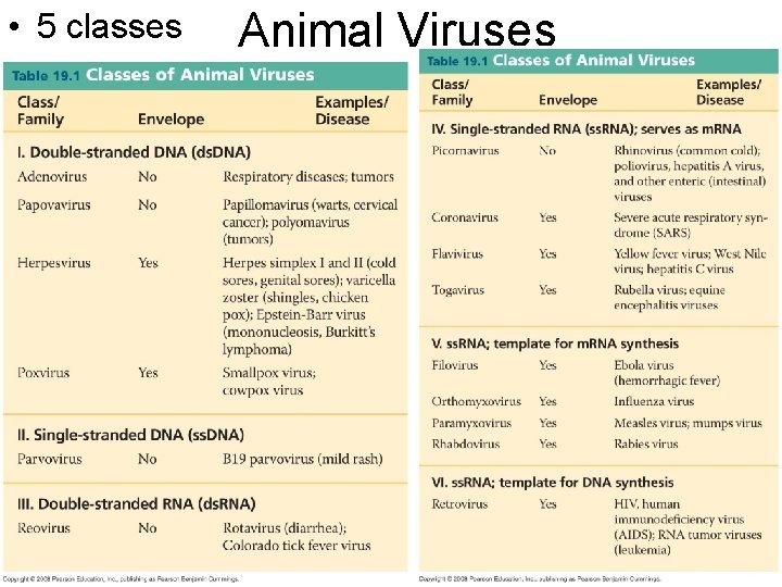 • 5 classes Animal Viruses 
