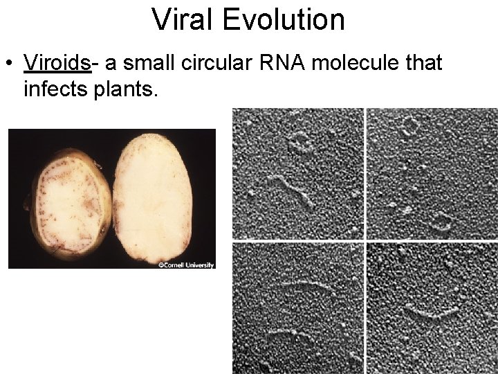 Viral Evolution • Viroids- a small circular RNA molecule that infects plants. 