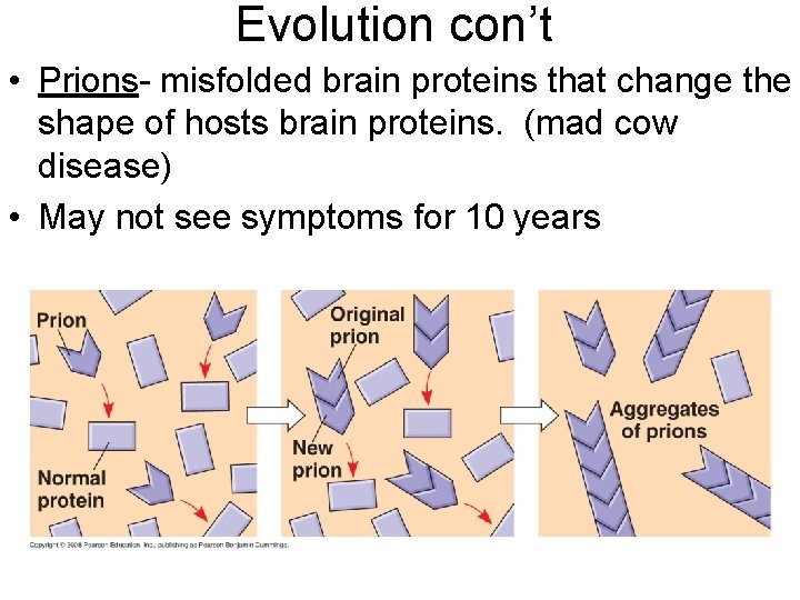 Evolution con’t • Prions- misfolded brain proteins that change the shape of hosts brain
