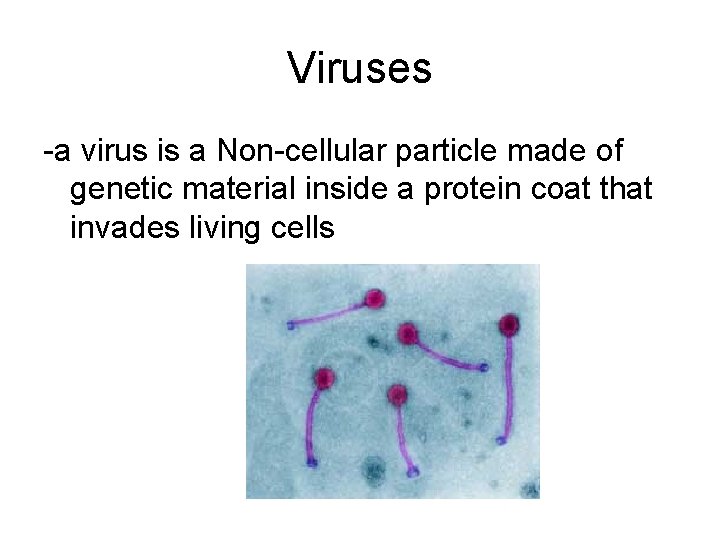 Viruses -a virus is a Non-cellular particle made of genetic material inside a protein