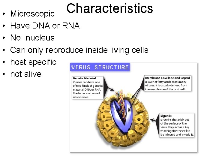  • • • Microscopic Characteristics Have DNA or RNA No nucleus Can only