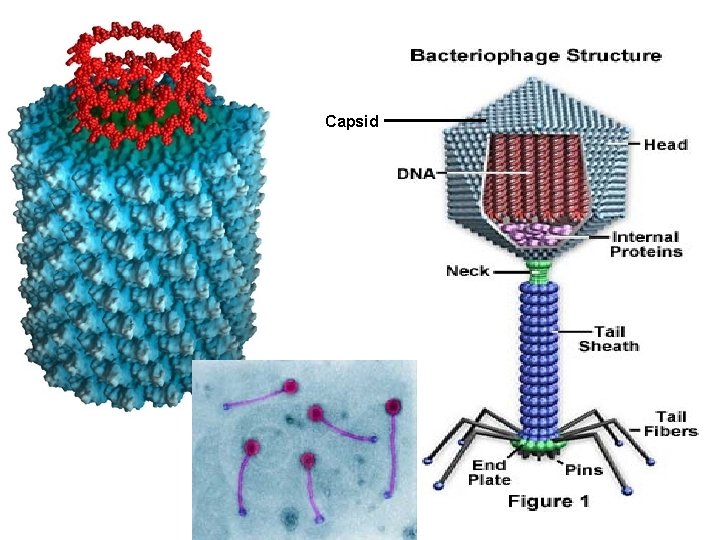 Capsid 