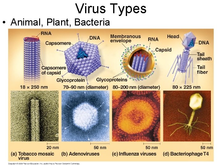 Virus Types • Animal, Plant, Bacteria 