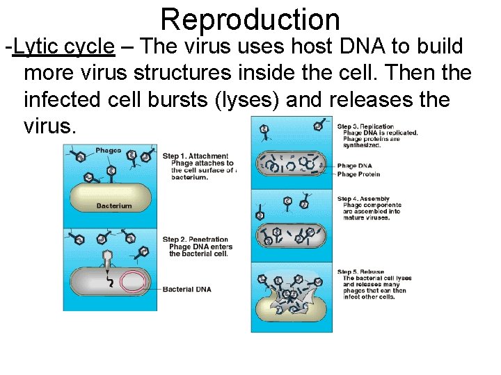 Reproduction -Lytic cycle – The virus uses host DNA to build more virus structures