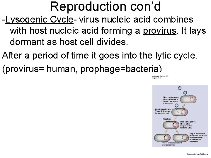 Reproduction con’d -Lysogenic Cycle- virus nucleic acid combines with host nucleic acid forming a
