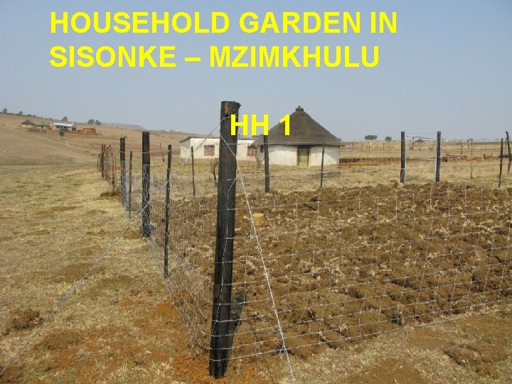 HOUSEHOLD GARDEN IN SISONKE – MZIMKHULU HH 1 