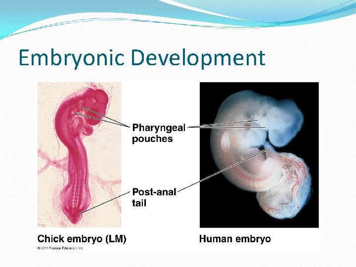 Embryonic Development 