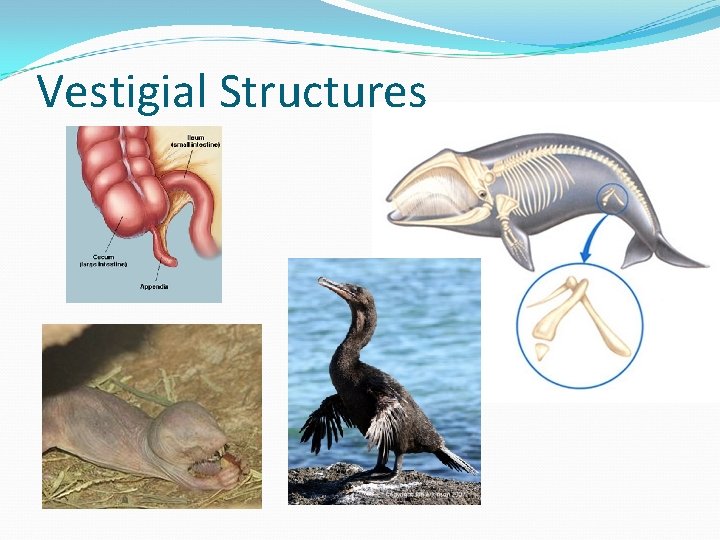 Vestigial Structures 