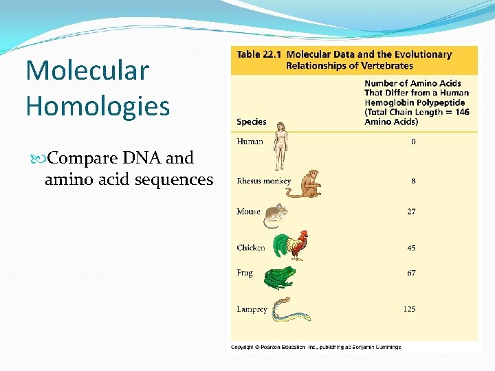 Molecular Homologies Compare DNA and amino acid sequences 