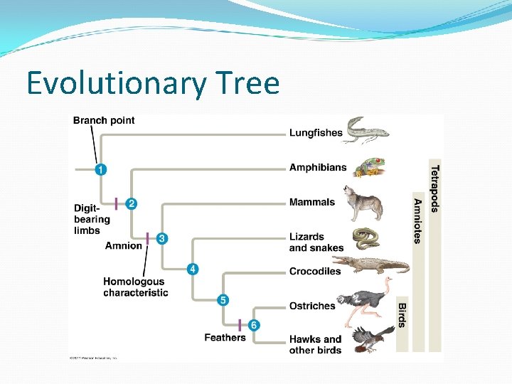 Evolutionary Tree 