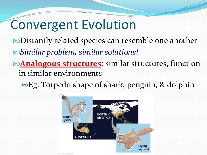 Convergent Evolution Distantly related species can resemble one another Similar problem, similar solutions! Analogous