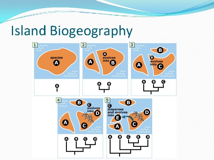 Island Biogeography 