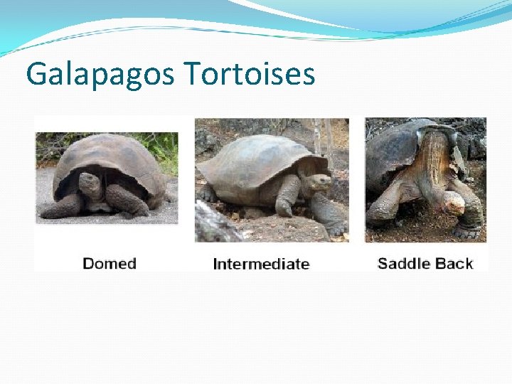 Galapagos Tortoises 