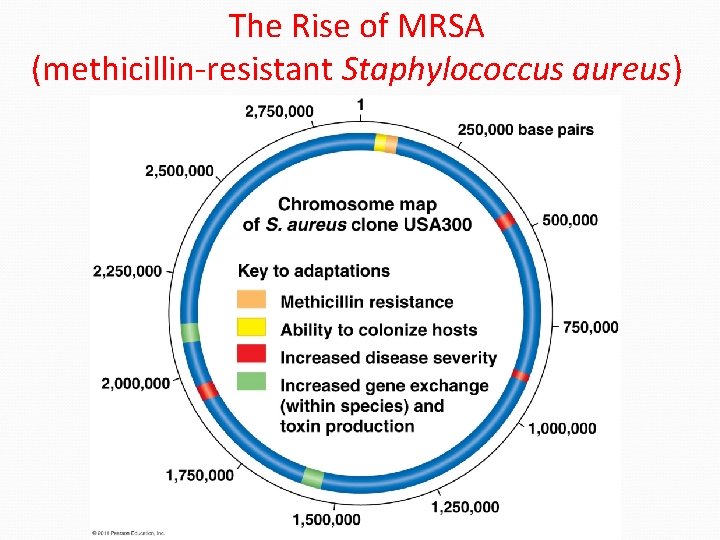 The Rise of MRSA (methicillin-resistant Staphylococcus aureus) 