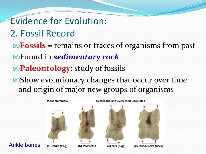 Evidence for Evolution: 2. Fossil Record Fossils = remains or traces of organisms from