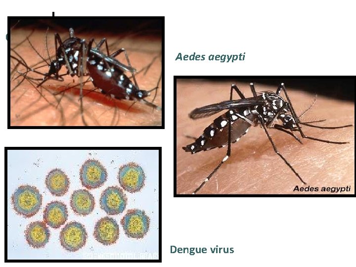 Aedes aegypti Dengue virus 