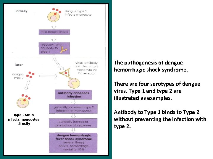 The pathogenesis of dengue hemorrhagic shock syndrome. There are four serotypes of dengue virus.